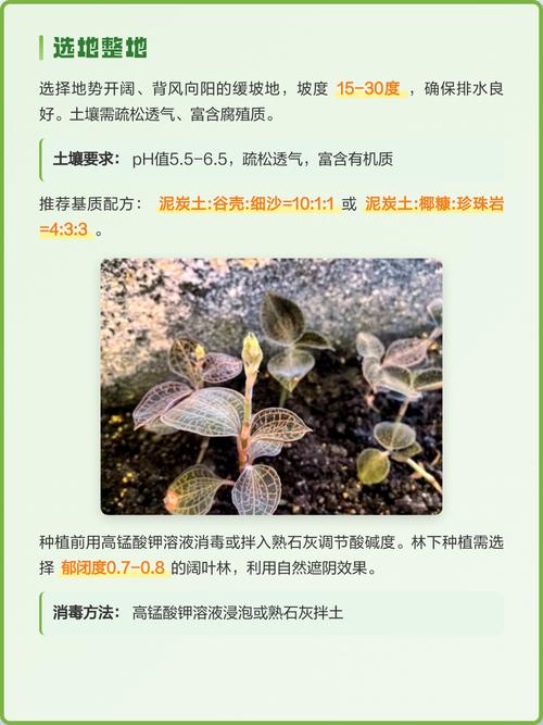 五、浇定根水