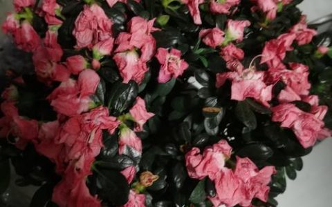 杜鹃花蔫了不一定是缺水，这些原因才是“真凶”