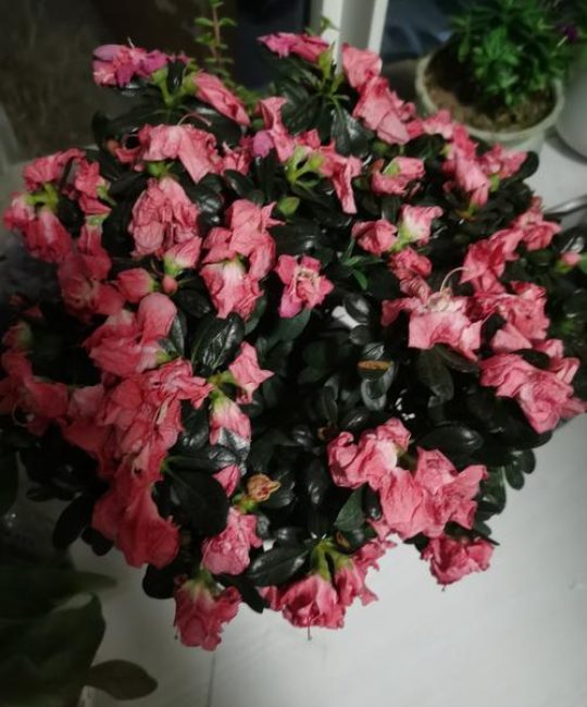 杜鹃花蔫了不一定是缺水，这些原因才是“真凶”