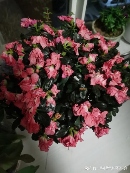 杜鹃花蔫了，别急着浇水