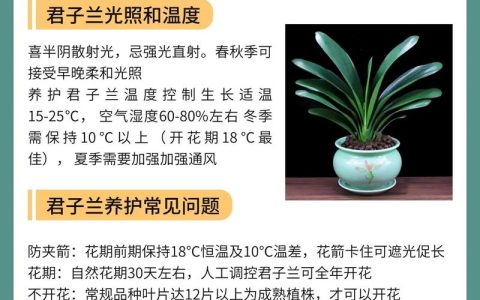 君子兰家庭养护全攻略：科学浇水与施肥指南