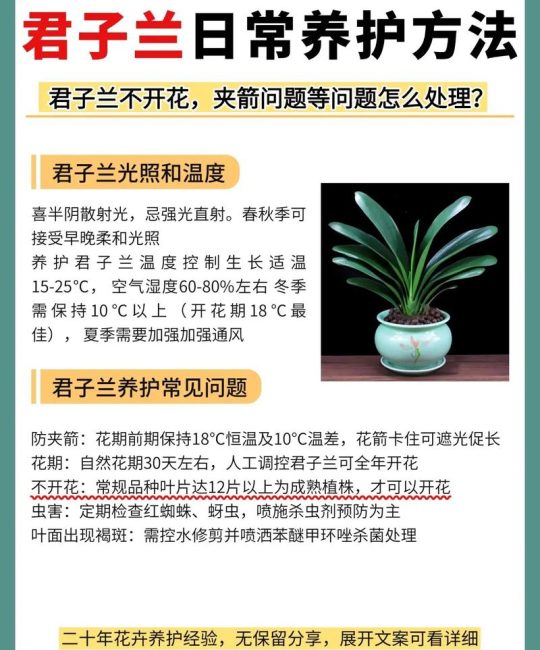 君子兰家庭养护全攻略：科学浇水与施肥指南