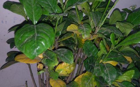 栀子花叶子发黄是怎么回事？4大原因排查与补救方法