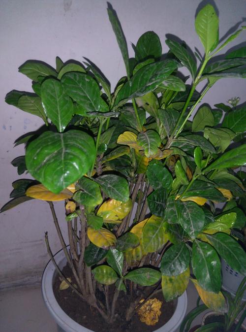 栀子花叶子发黄是怎么回事?4大原因排查与补救方法 栀子花叶子发黄是怎么回事?4大原因排查与补救方法
