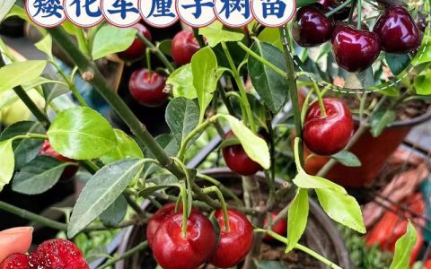 假樱桃树全面养护指南：从浇水到换盆，看完就会养