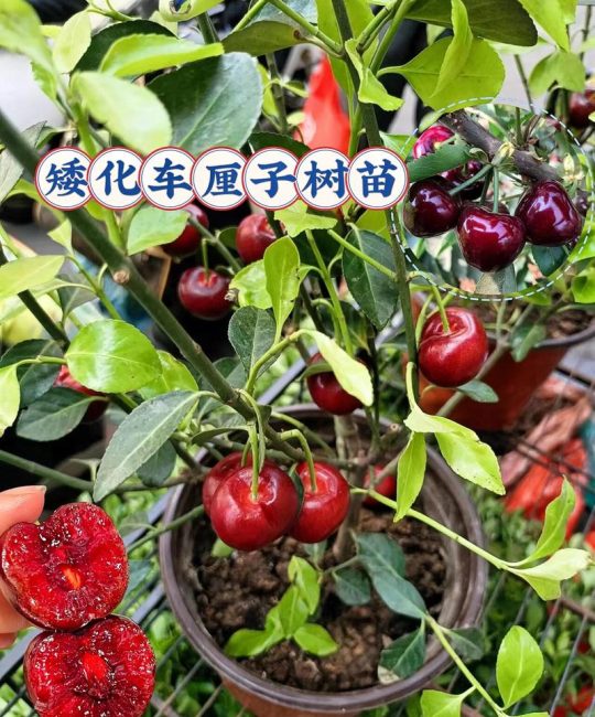 假樱桃树全面养护指南：从浇水到换盆，看完就会养
