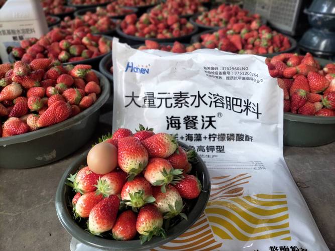 草莓水溶肥用什么好?选对配方与时期,甜度高产量翻倍 二、开花结果期:磷钾促花,防止落花落果