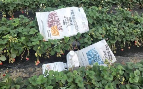 草莓水溶肥用什么好？选对配方与时期，甜度高产量翻倍
