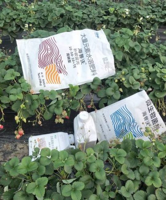 草莓水溶肥用什么好？选对配方与时期，甜度高产量翻倍