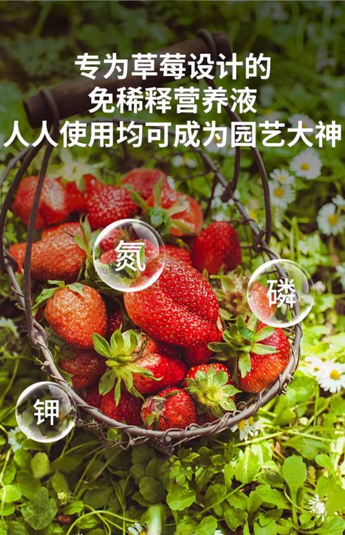 草莓水溶肥用什么好?选对配方与时期,甜度高产量翻倍 五、实用施肥口诀与常见误区