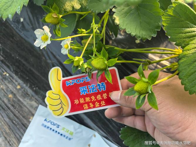 草莓水溶肥用什么好?选对配方与时期,甜度高产量翻倍 三、果实膨大与转色期:高钾是主角,但别忽略钙镁