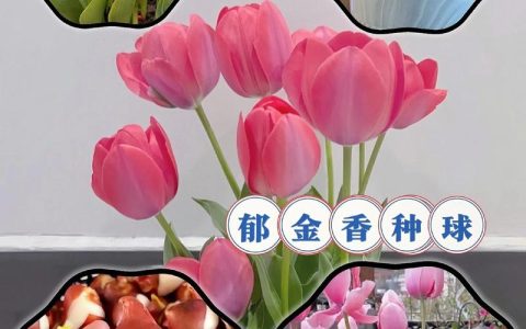 哪里买郁金香种球不踩坑？从渠道评估到验收的一站式指南