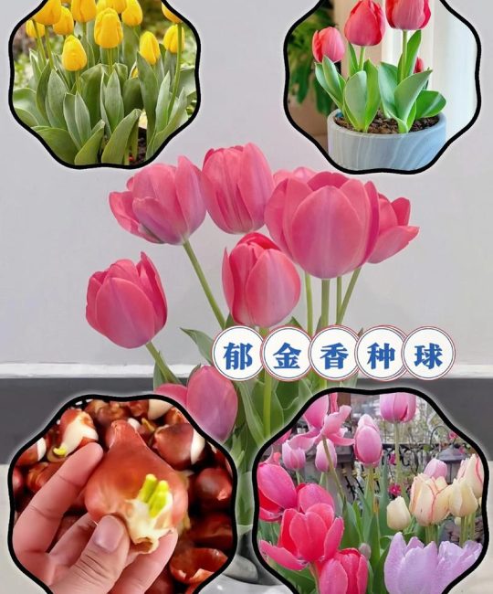 哪里买郁金香种球不踩坑？从渠道评估到验收的一站式指南