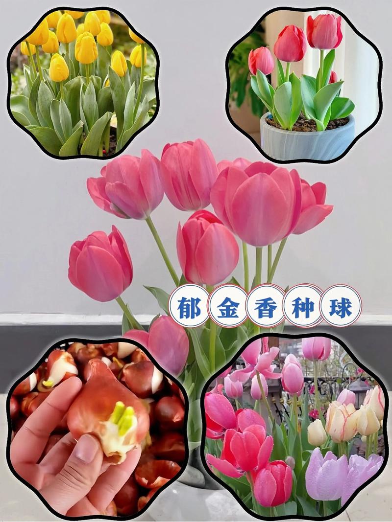 哪里买郁金香种球不踩坑?从渠道评估到验收的一站式指南 明确采购需求并初步筛选候选渠道