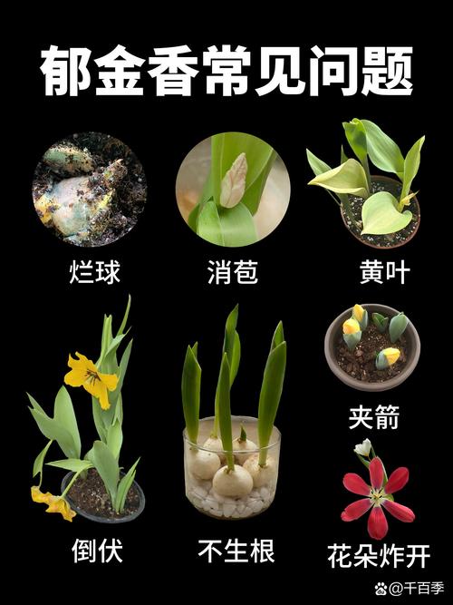 哪里买郁金香种球不踩坑?从渠道评估到验收的一站式指南 根系健康评估与运输装车方案核查