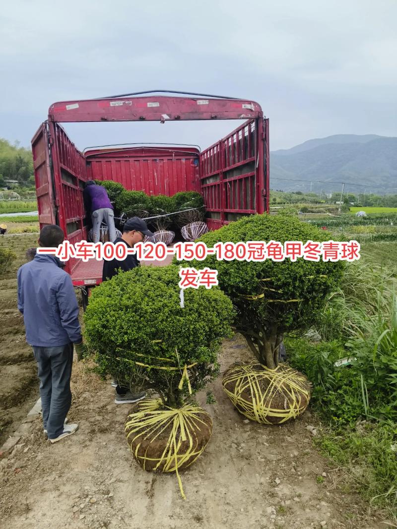 龟甲冬青小苗价格参考:2026年最新市场报价与影响因素解析 规格决定基础定价:小苗高度与冠幅是关键