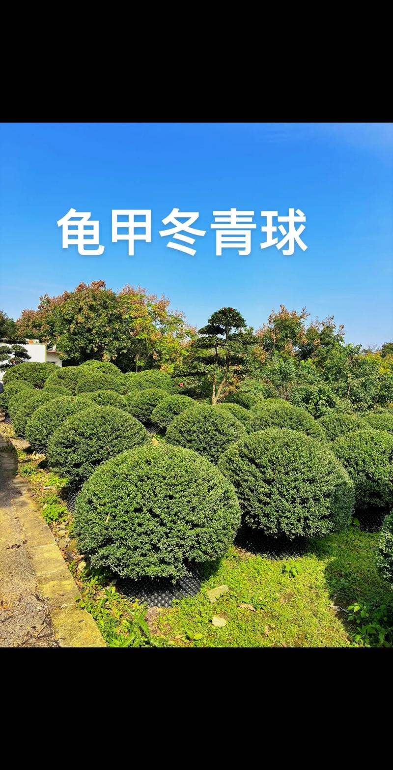 龟甲冬青小苗价格参考:2026年最新市场报价与影响因素解析 产地供应链:运费差价直接影响终端价格