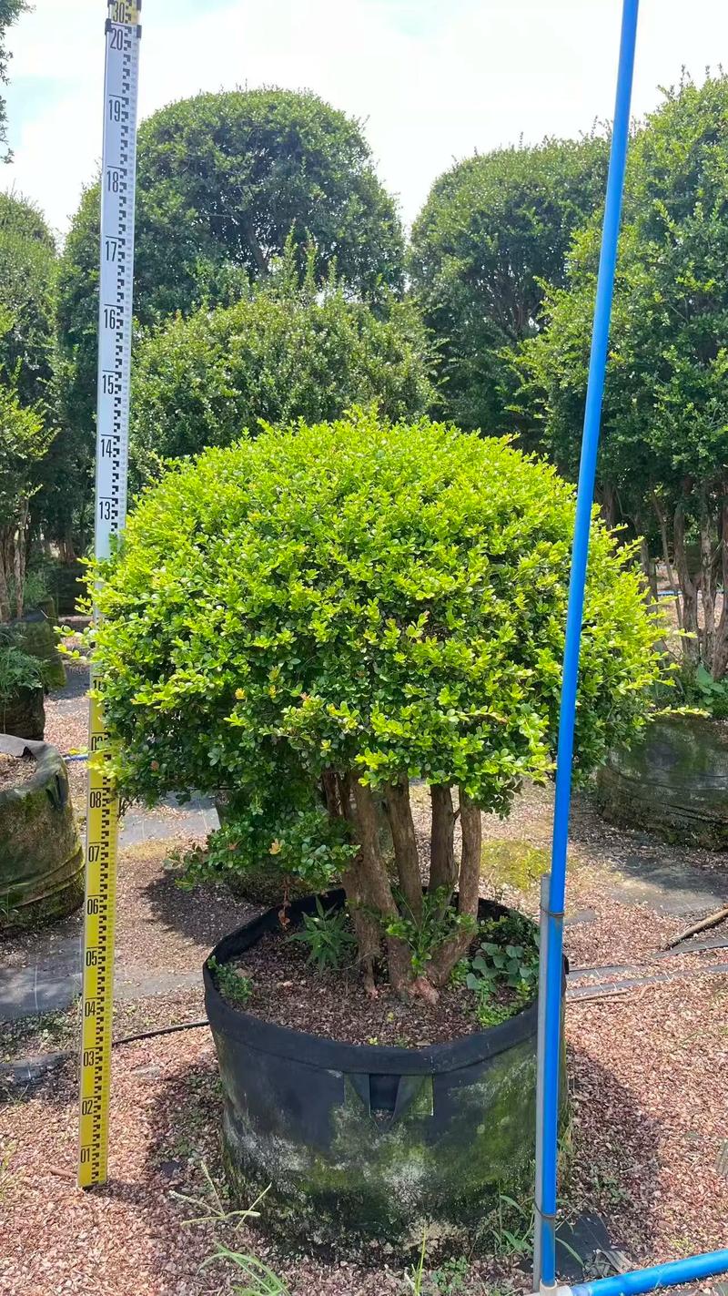 龟甲冬青小苗价格参考:2026年最新市场报价与影响因素解析 采购数量:批量折扣从1000株起跳