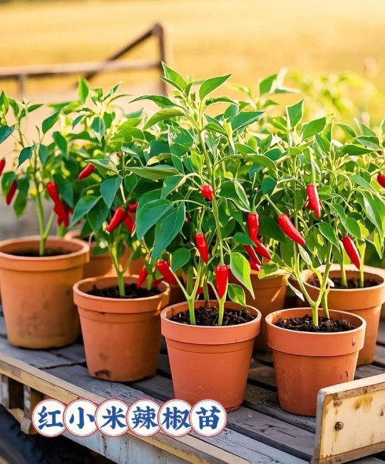 辣椒苗什么品种最好？2026年朝天椒、二荆条、甜椒六大维度深度对比