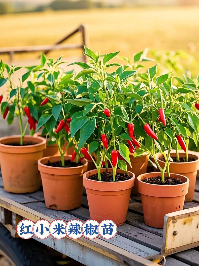 🚩 结论前置：不同场景的主推品种
