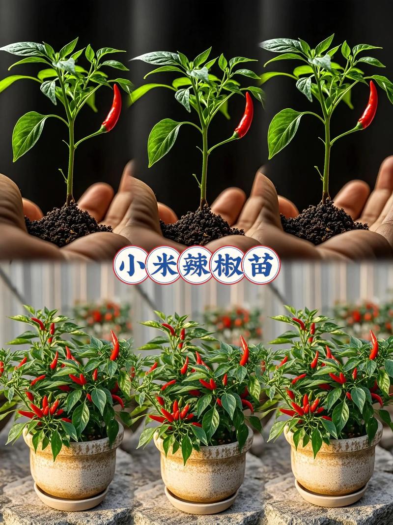 📌 总结与决策口诀