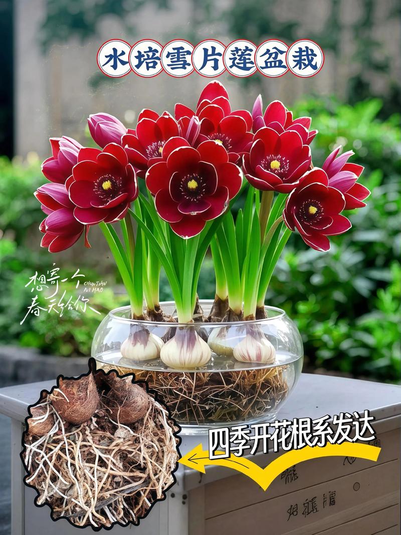 雪花莲怎么选:庭院与盆栽中“雪花用哪个它”更合适 一、先认识雪花莲的特点
