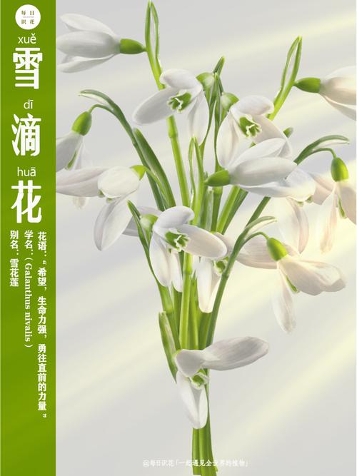 雪花莲怎么选:庭院与盆栽中“雪花用哪个它”更合适 三、阳台盆栽:选株型紧凑、开花整齐的类型