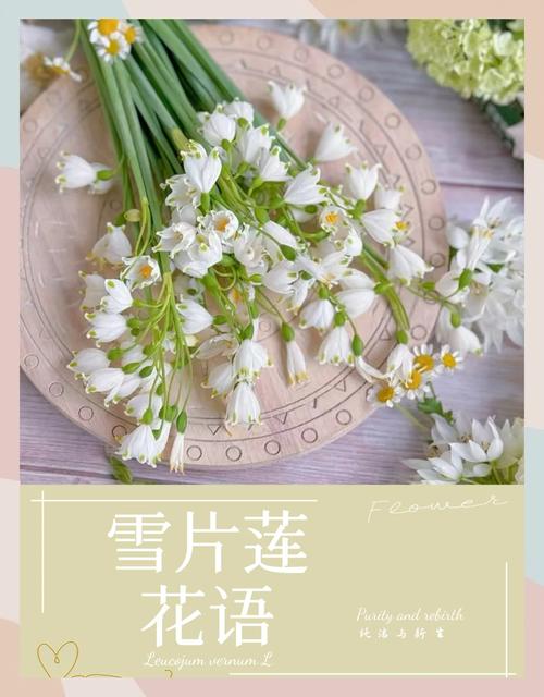 雪花莲怎么选:庭院与盆栽中“雪花用哪个它”更合适 四、想让雪花莲开得好,土壤比品种更关键