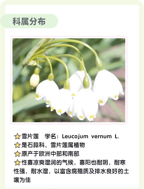 雪花莲怎么选:庭院与盆栽中“雪花用哪个它”更合适 六、如何判断“雪花用哪个它”更适合你