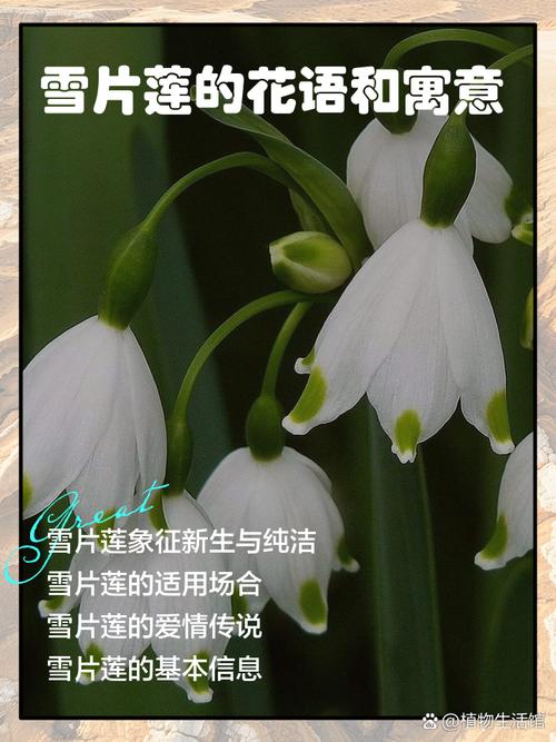 雪花莲怎么选:庭院与盆栽中“雪花用哪个它”更合适 结语