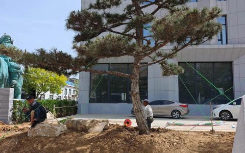 松树（行道树/庭院）规格与移栽全指南：价格参考、树形标准、支撑固定