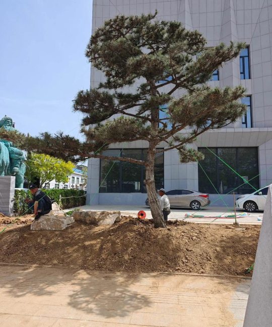 松树（行道树/庭院）规格与移栽全指南：价格参考、树形标准、支撑固定