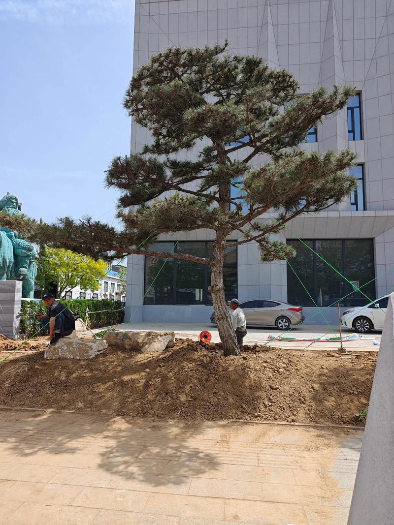 松树(行道树/庭院)规格与移栽全指南:价格参考、树形标准、支撑固定 松树价格与规格怎么算?