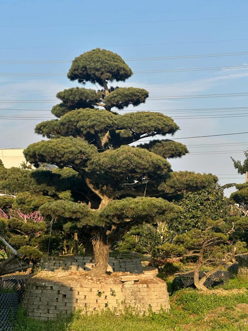 松树(行道树/庭院)规格与移栽全指南:价格参考、树形标准、支撑固定 松树规格与价格参考—胸径/冠幅/吨价对应表