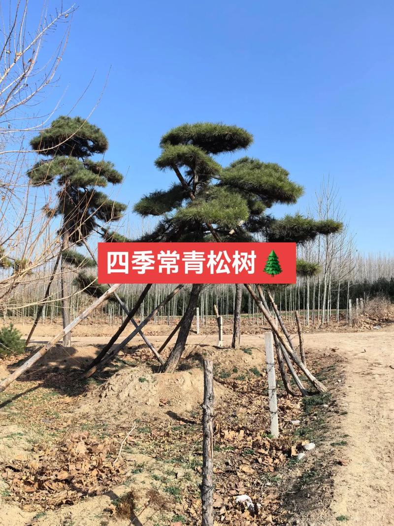 松树(行道树/庭院)规格与移栽全指南:价格参考、树形标准、支撑固定 修剪与长期管理—定干与疏枝要点