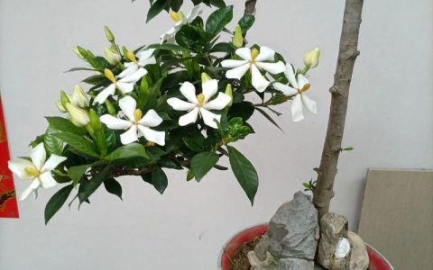 栀子花蔫了怎么办？盆栽急救与科学养护全攻略