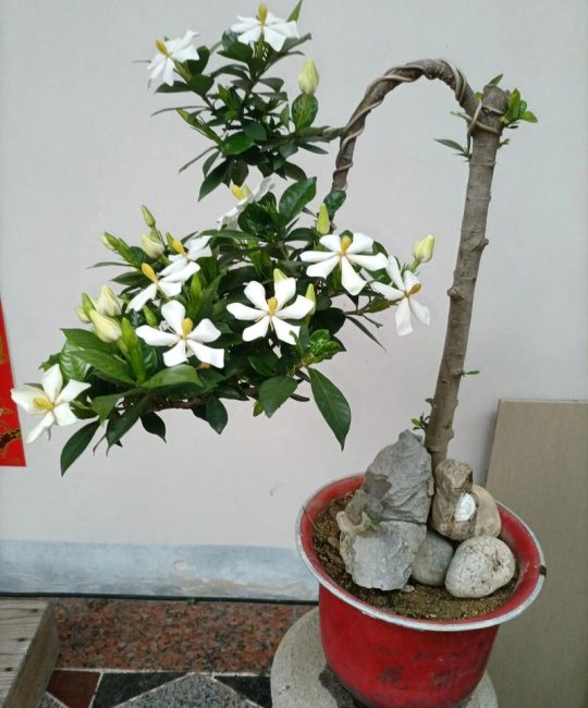栀子花蔫了怎么办？盆栽急救与科学养护全攻略
