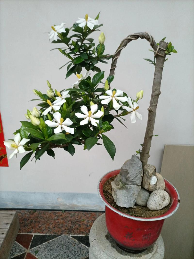 栀子花蔫了怎么办?盆栽急救与科学养护全攻略 栀子花蔫了怎么办?盆栽急救与科学养护全攻略