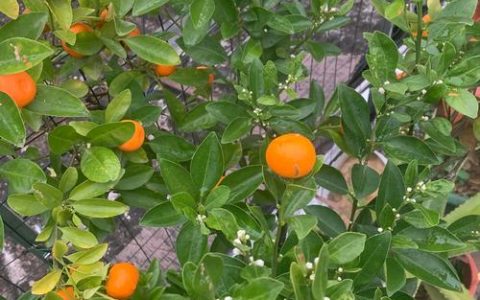 金桔开花怎么保花保果？专业养护指南与促花促果技巧