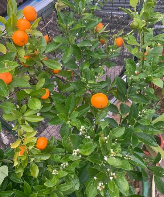 金桔开花怎么保花保果？专业养护指南与促花促果技巧