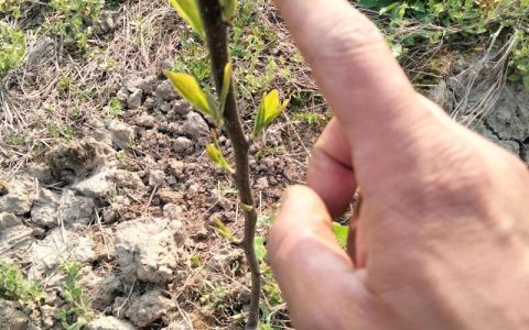 梨种子怎么种植方法：从播种到成苗的完整操作指南