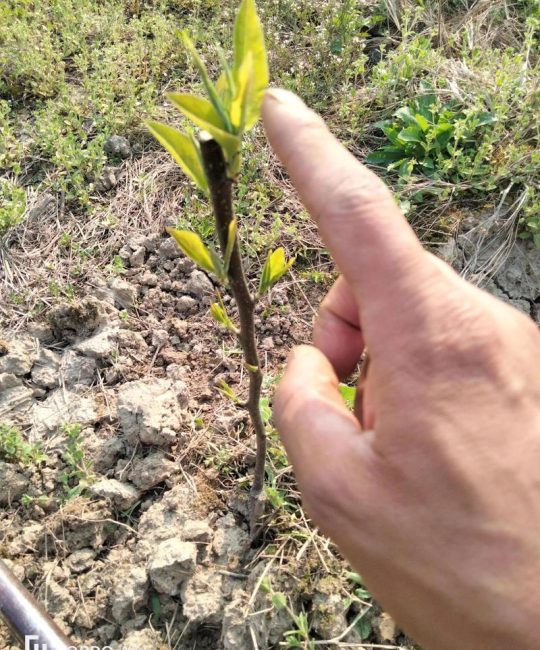 梨种子怎么种植方法：从播种到成苗的完整操作指南