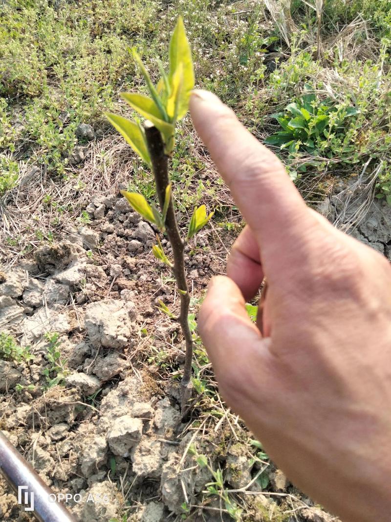 梨种子怎么种植方法:从播种到成苗的完整操作指南 一、适宜时间