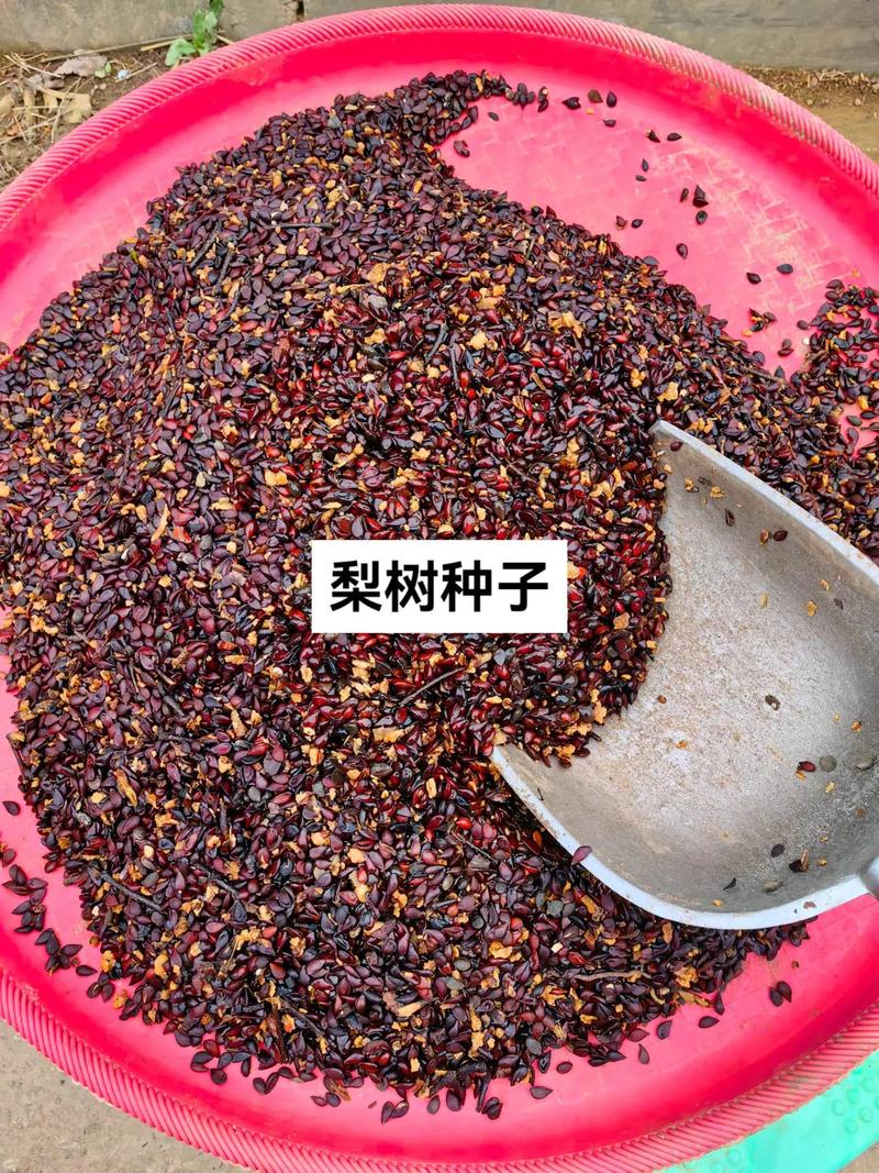 梨种子怎么种植方法:从播种到成苗的完整操作指南 四、栽植深度