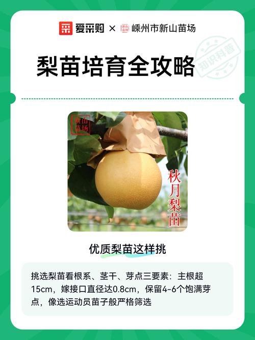 梨种子怎么种植方法:从播种到成苗的完整操作指南 三、栽前处理(种子处理与催芽)
