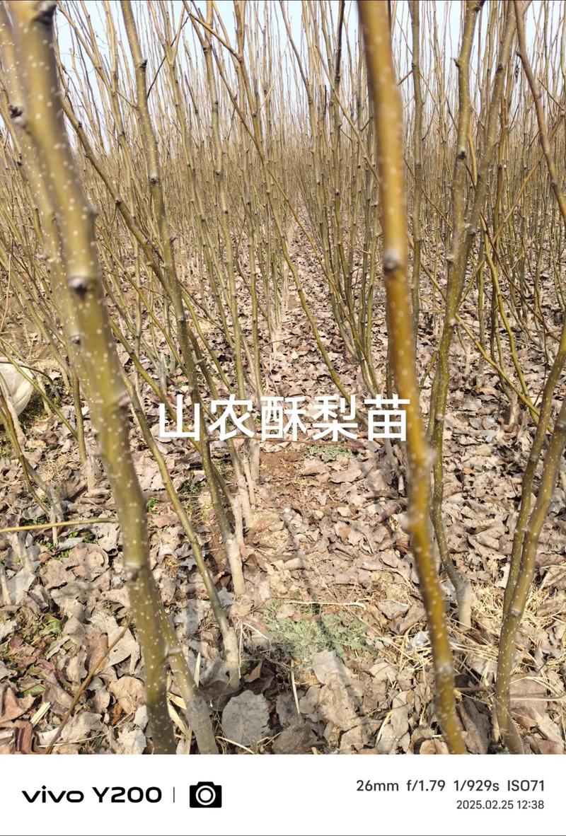 梨种子怎么种植方法:从播种到成苗的完整操作指南 五、浇定根水