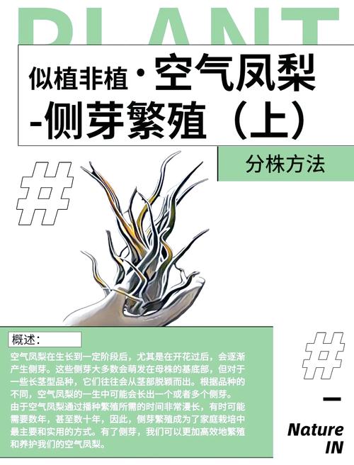 梨种子怎么种植方法:从播种到成苗的完整操作指南 六、缓苗管理