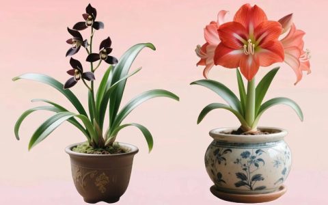 蔷薇花室内可以养吗？科学养护指南与盆栽方案详解