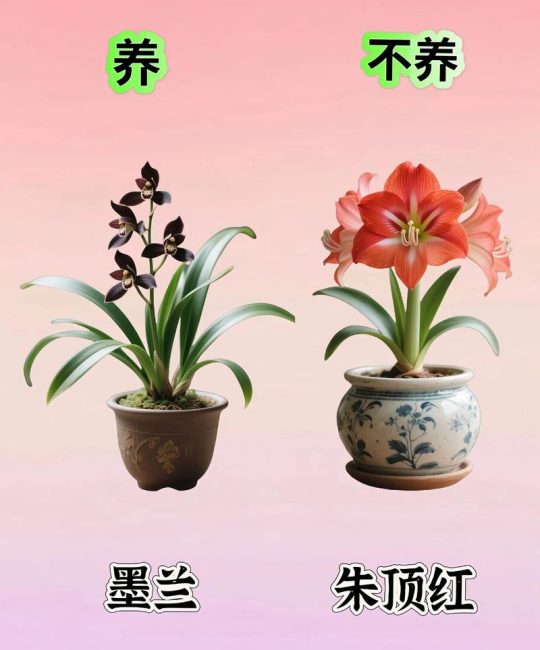 蔷薇花室内可以养吗？科学养护指南与盆栽方案详解