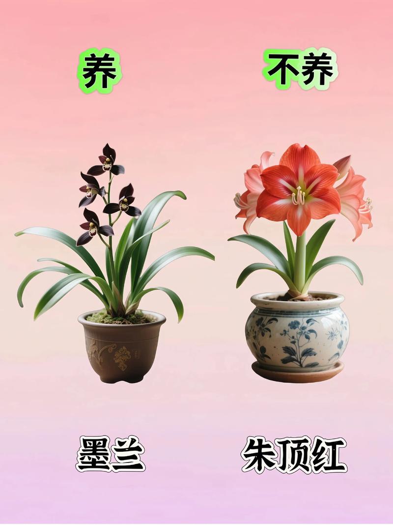 蔷薇花室内可以养吗?科学养护指南与盆栽方案详解 三个关键判断